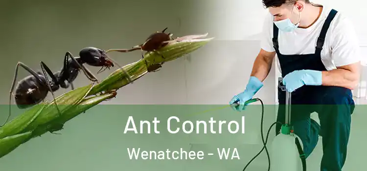  Ant Control Wenatchee - WA