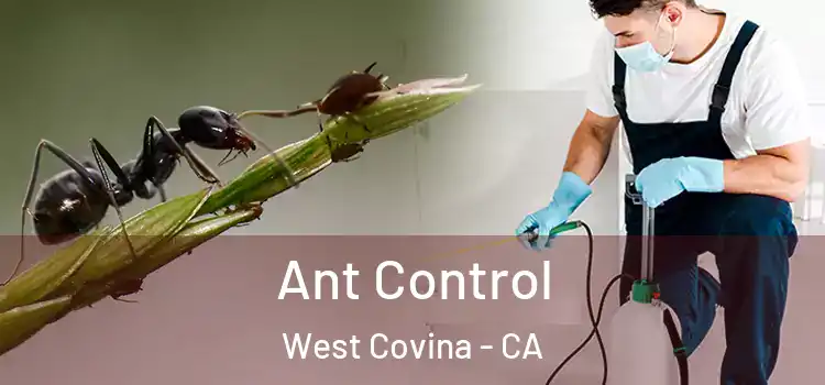  Ant Control West Covina - CA