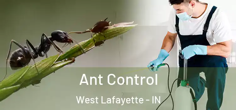  Ant Control West Lafayette - IN