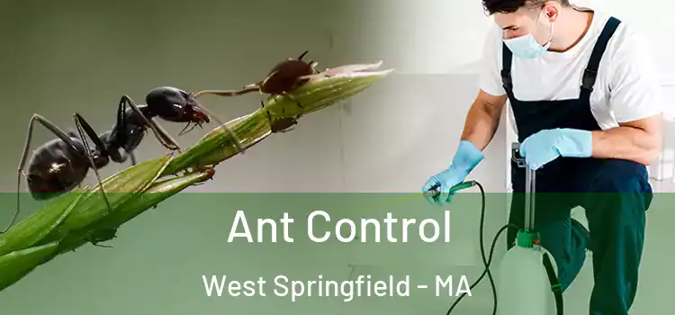  Ant Control West Springfield - MA