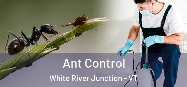 Ant Control White River Junction - VT