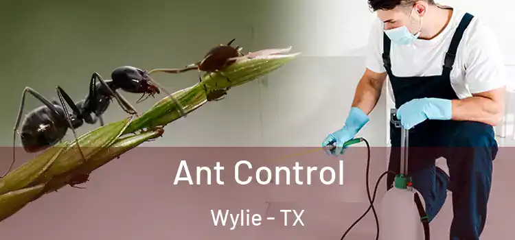  Ant Control Wylie - TX