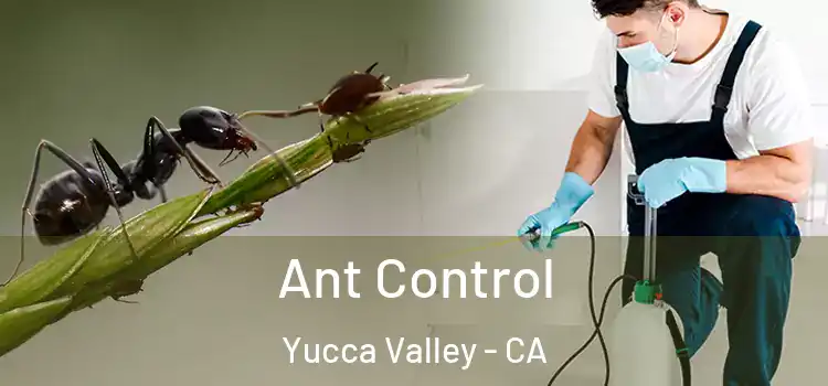  Ant Control Yucca Valley - CA