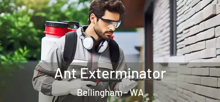  Ant Exterminator Bellingham - WA