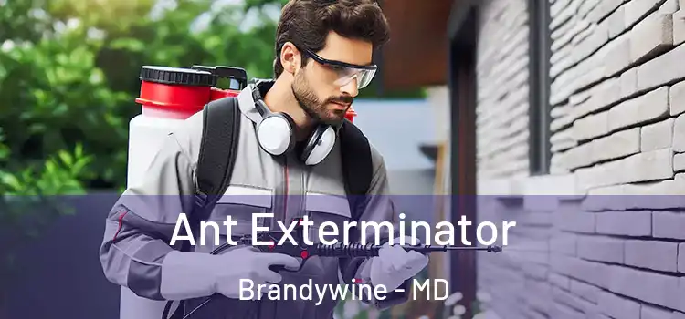  Ant Exterminator Brandywine - MD