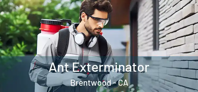  Ant Exterminator Brentwood - CA