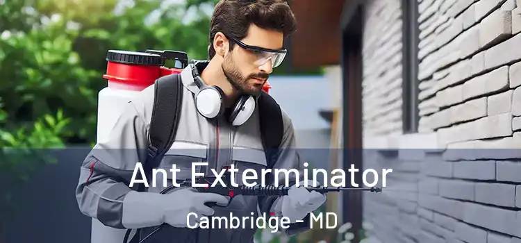  Ant Exterminator Cambridge - MD