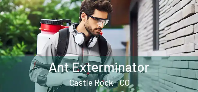 Ant Exterminator Castle Rock - CO