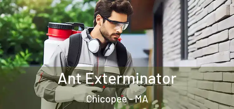  Ant Exterminator Chicopee - MA