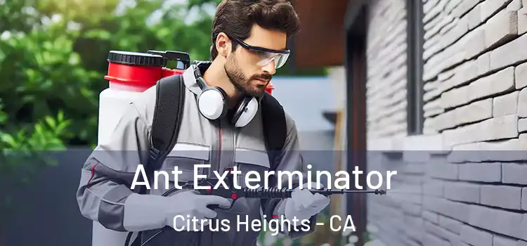  Ant Exterminator Citrus Heights - CA