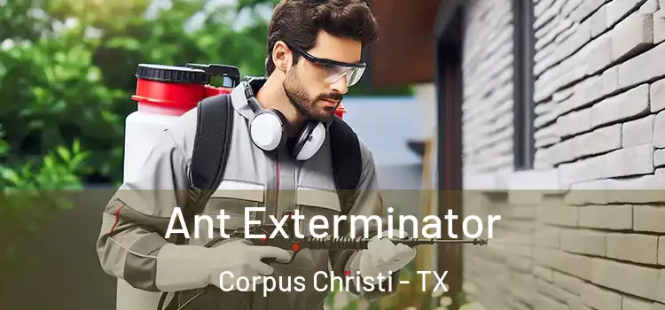Ant Exterminator Corpus Christi - TX