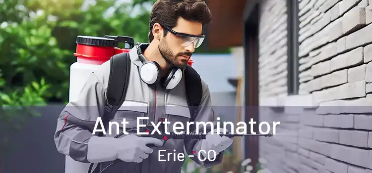 Ant Exterminator Erie - CO