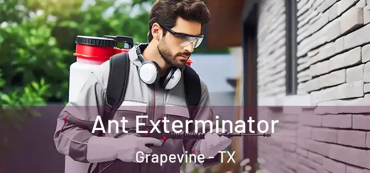Ant Exterminator Grapevine - TX