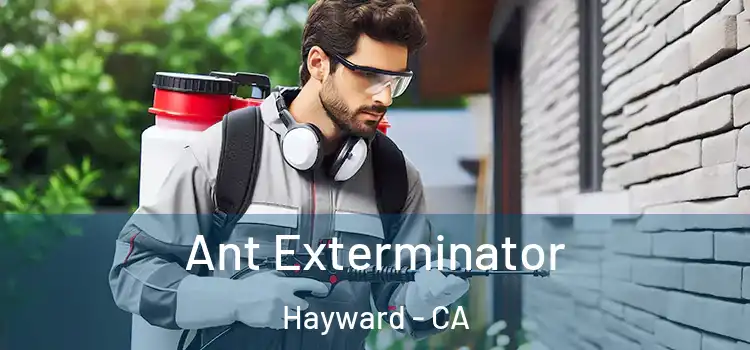  Ant Exterminator Hayward - CA