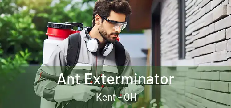 Ant Exterminator Kent - OH