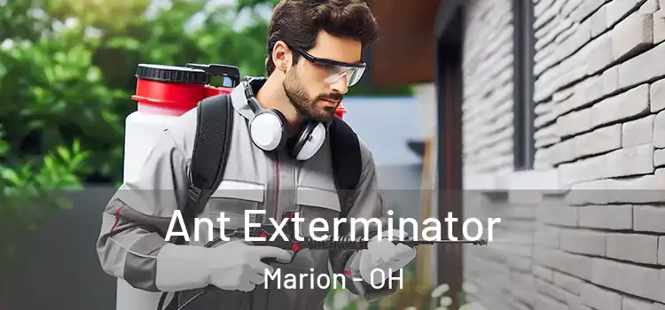 Ant Exterminator Marion - OH