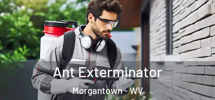 Ant Exterminator Morgantown - WV