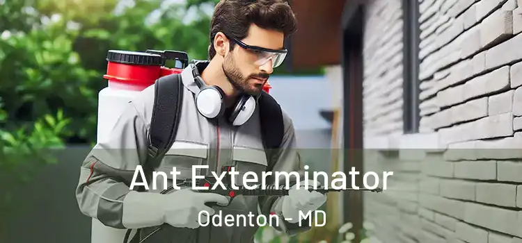  Ant Exterminator Odenton - MD