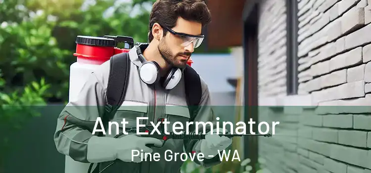  Ant Exterminator Pine Grove - WA