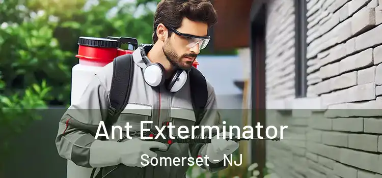 Ant Exterminator Somerset - NJ