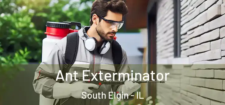  Ant Exterminator South Elgin - IL