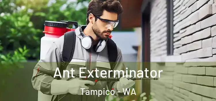  Ant Exterminator Tampico - WA