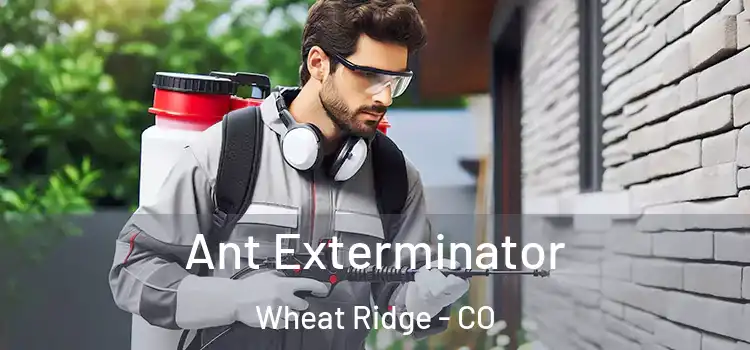 Ant Exterminator Wheat Ridge - CO