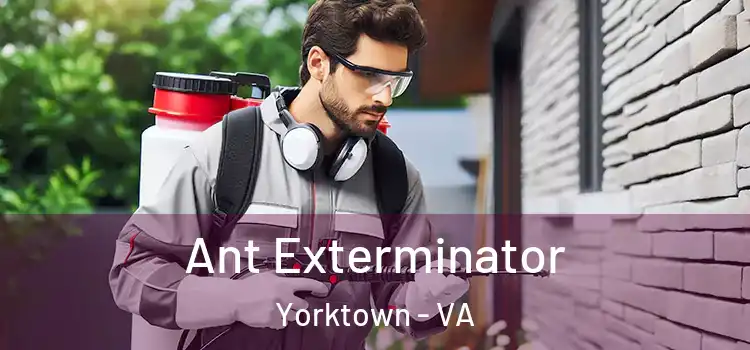 Ant Exterminator Yorktown - VA