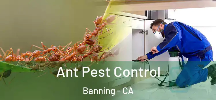  Ant Pest Control Banning - CA