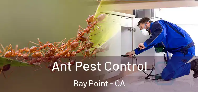  Ant Pest Control Bay Point - CA