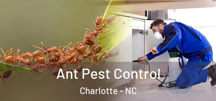  Ant Pest Control Charlotte - NC