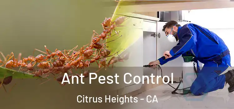  Ant Pest Control Citrus Heights - CA