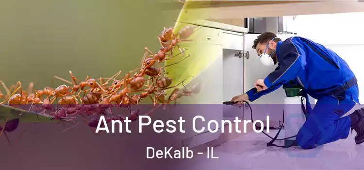  Ant Pest Control DeKalb - IL