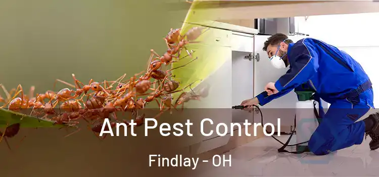 Ant Pest Control Findlay - OH