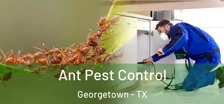 Ant Pest Control Georgetown - TX