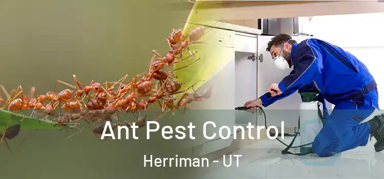  Ant Pest Control Herriman - UT