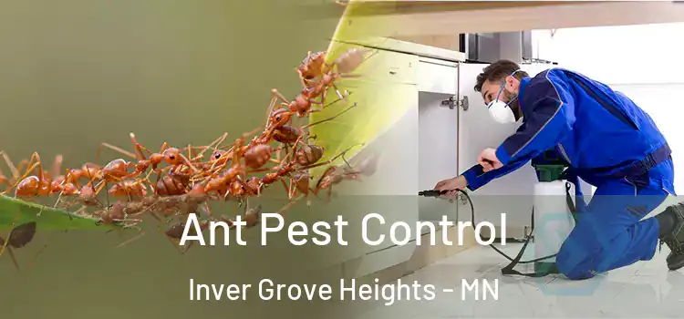 Ant Pest Control Inver Grove Heights - MN