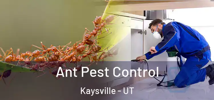  Ant Pest Control Kaysville - UT