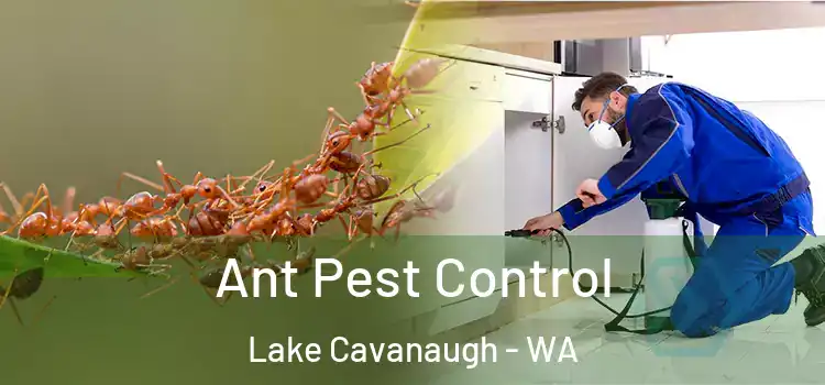  Ant Pest Control Lake Cavanaugh - WA