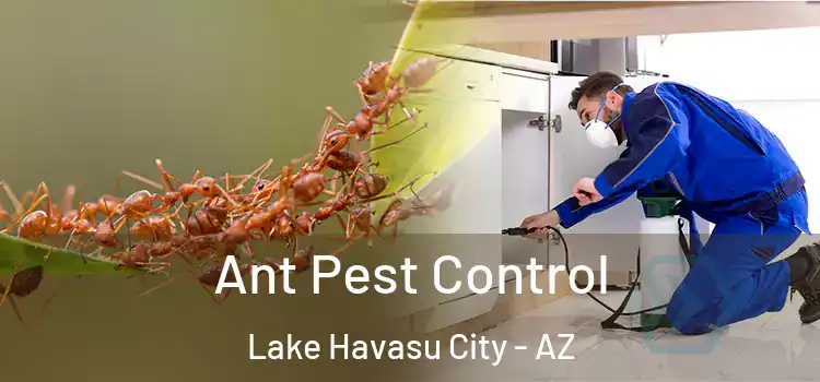  Ant Pest Control Lake Havasu City - AZ