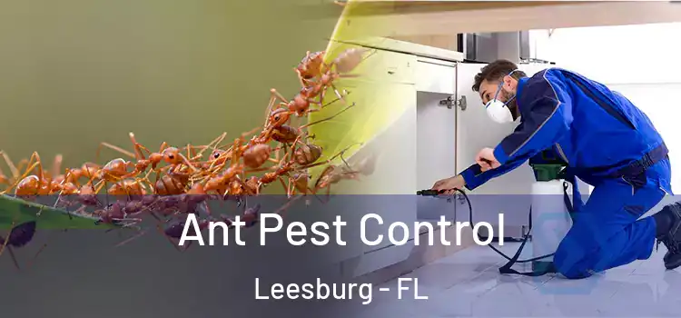 Ant Pest Control Leesburg - FL