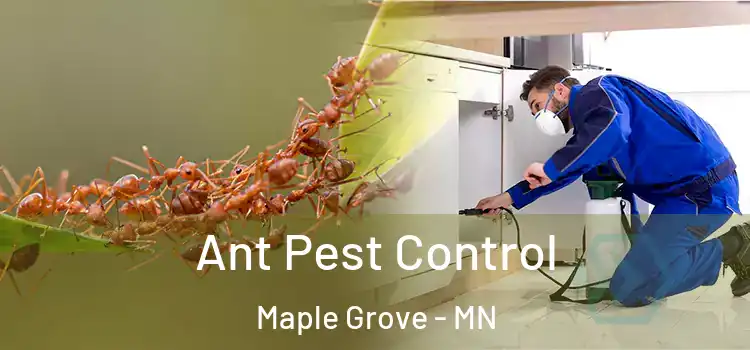 Ant Pest Control Maple Grove - MN