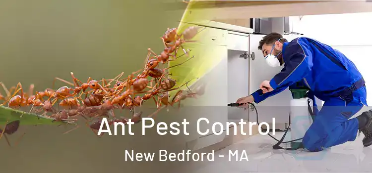 Ant Pest Control New Bedford - MA