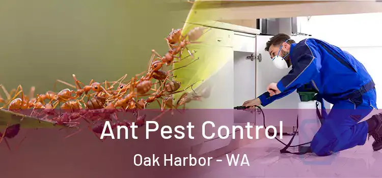  Ant Pest Control Oak Harbor - WA