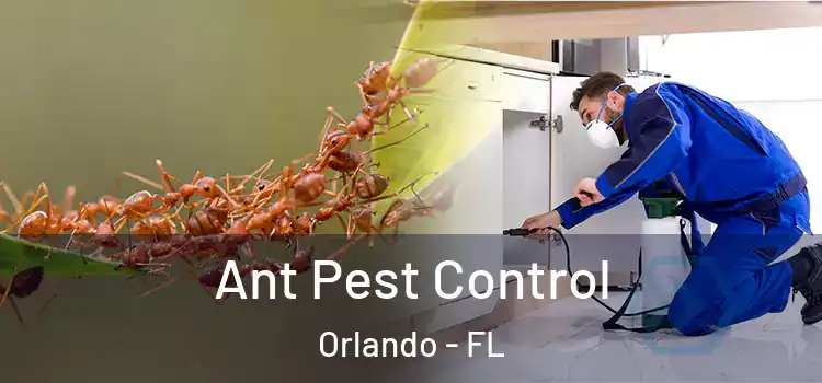 Ant Pest Control Orlando - FL