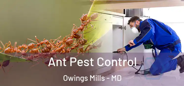 Ant Pest Control Owings Mills - MD