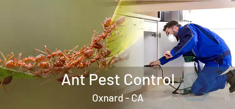  Ant Pest Control Oxnard - CA
