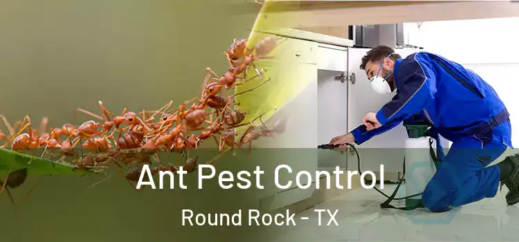 Ant Pest Control Round Rock - TX