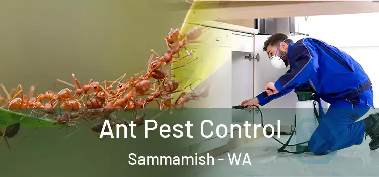  Ant Pest Control Sammamish - WA