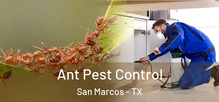  Ant Pest Control San Marcos - TX